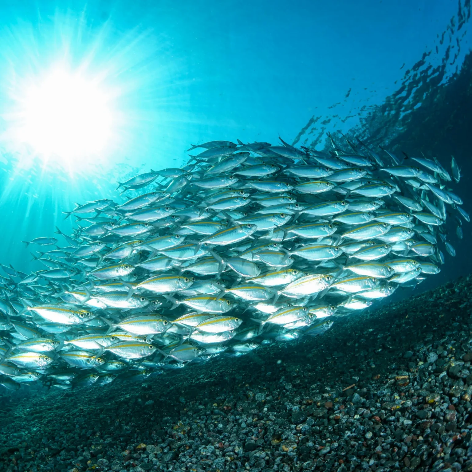 Fische schwimmen im Schwarm am Boden sieht man Kies und von links oben dringt die Sonne durchs Wasser